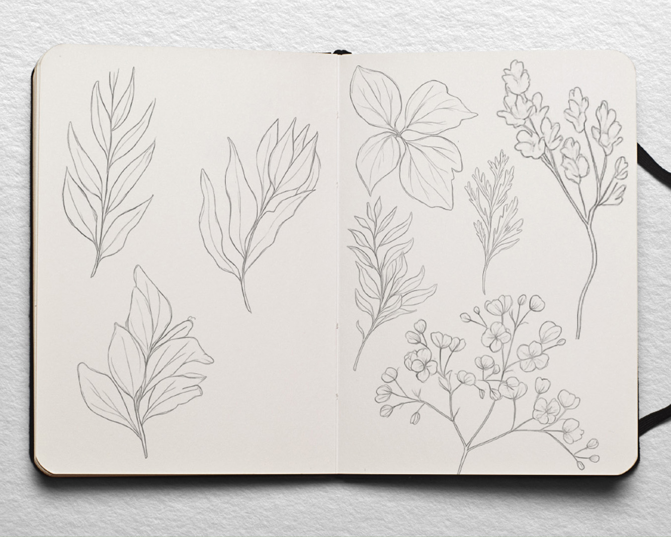 Sketches of leaves