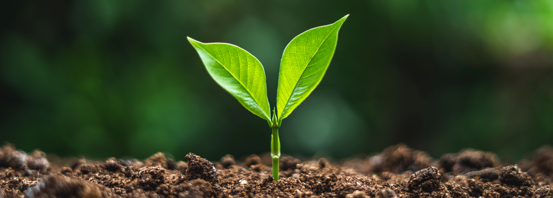 Young sapling